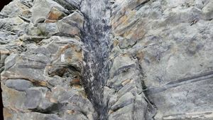 Capsula timpului: Cinci fosile de copaci îngropate de un cutremur acum 350 de milioane de ani au fost găsite într-o carieră din provincia canadiană New Brunswick