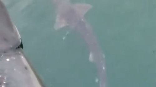 O nouă specie de rechin fantomă, descoperită în largul Noii Zeelande