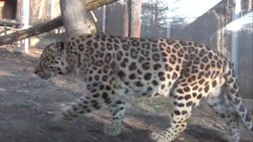 VIDEO Sibiul deține singurul exemplar de leopard de Amur din România / Ar mai exista în lume doar 100 de exemplare