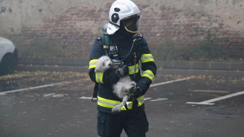 Un pompier din Caransebeş a fost rănit în urma căderii unui copac ars la bază/ El a fost dus la spital, iar starea sa este stabilă