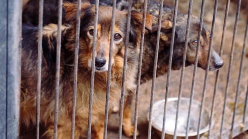 EXCLUSIV | Eutanasia ar putea fi eliminată din România. Zeci de mii de oameni au semnat petiția / Hilde Tudora: “Luni, e un pas important. Depunem proiectele la care am lucrat toată vara. Îi rog pe oameni să semneze”