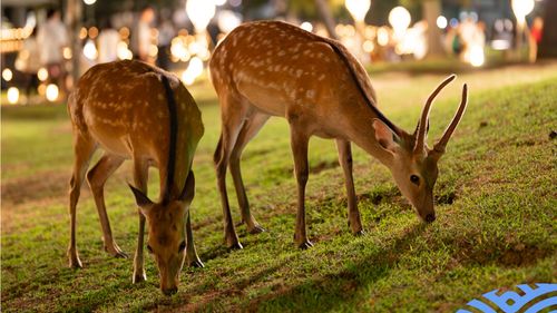 Turismul excesiv din Japonia provoacă un boom al natalității în rândul căprioarelor