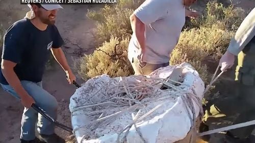 O nouă specie de dinozaur a fost descoperită în Argentina: Chakisaurus nekul, un erbivor "vitezoman" care a trăit cu peste 90 de milioane de ani în urmă