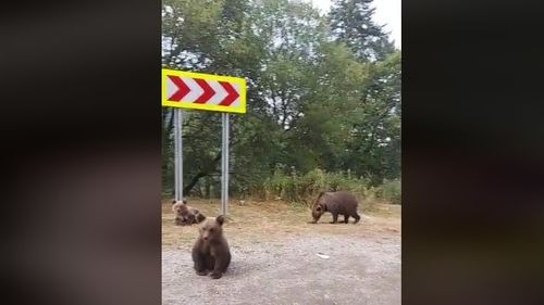 Copil de 8 ani, atacat de urs într-o comună din Argeș, după ce a vrut să-l hrănească din mașină / Minorul are răni superficiale la o mână