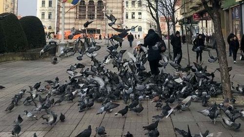 Proiect USR PLUS la Timișoara: Este interzisă hrănirea câinilor, pisicilor și a porumbeilor pe stradă/ Consilier local:  Acești porumbei, cu excrementele lor, distrug fațadele clădirilor, distrug statuile