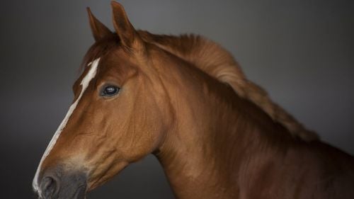 Un bărbat din Putna a murit strivit de calul pe care îl călărea / Accidentul s-a petrecut în timpul filmării unui videoclip