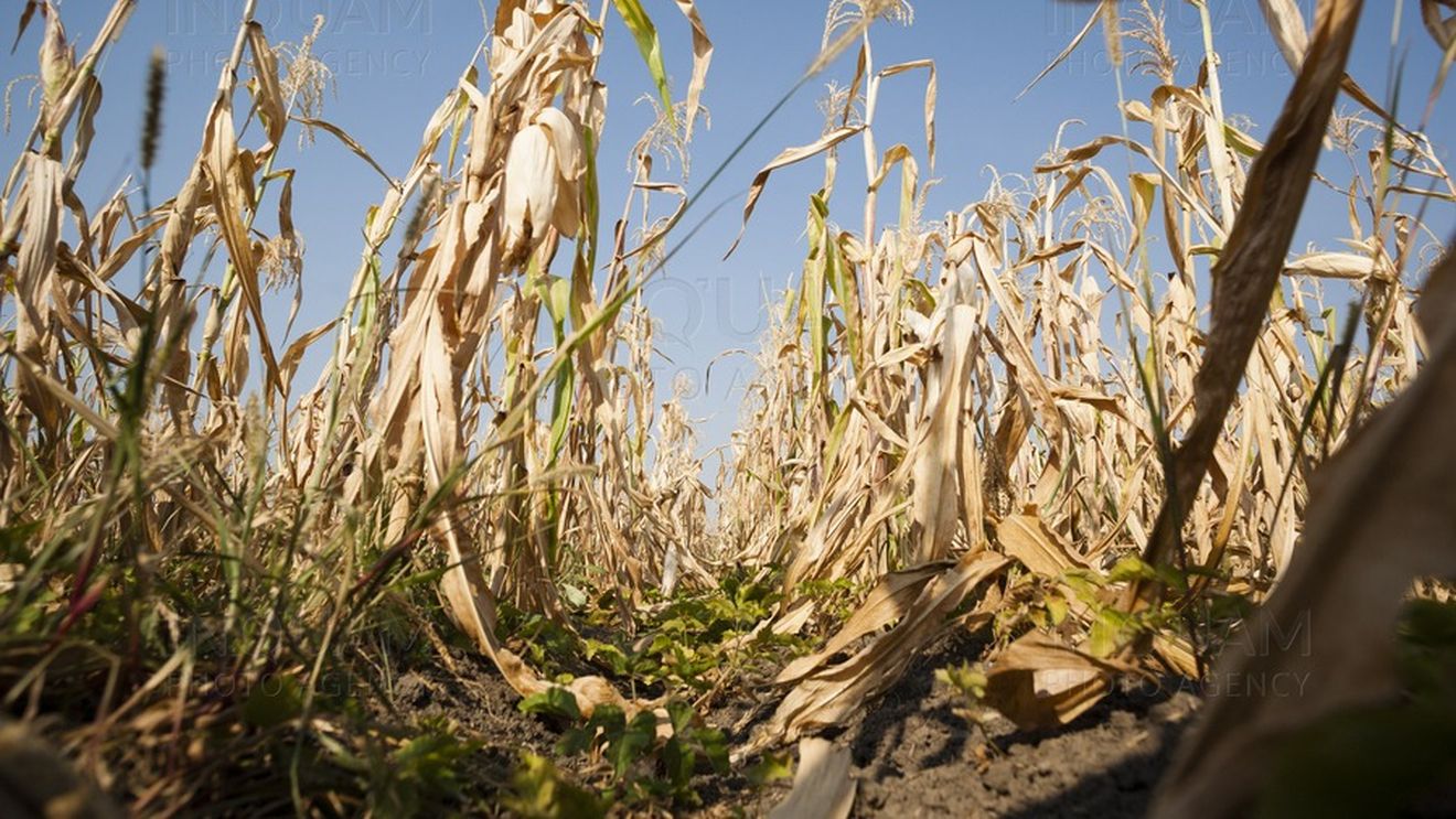Suprafaţa agricolă afectată de secetă a urcat la 431.000 de hectare în 34 de judeţe