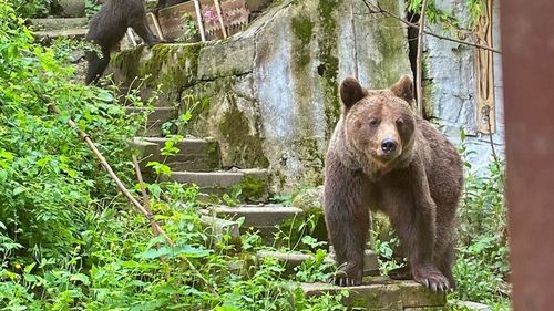 Avertizare RO-Alert pentru localnicii şi turiştii aflaţi în staţiunea Buşteni, după ce un urs şi-a făcut apariţia în localitate. Este al treilea astfel de mesaj în ultimele zile