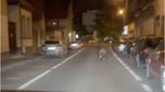 VIDEO Urs filmat alergând, duminică seară, pe o stradă din Brașov / Trei urși au fost omorâți în ultimele zile, în municipiu