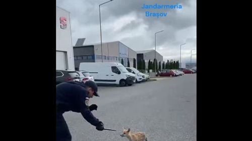 Vulpe dezorientată prinsă de jandarmi într-un parc industrial din Brașov și readusă în mediul natural – VIDEO