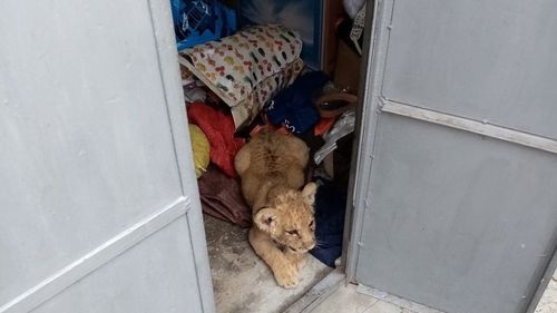Pui de leu, ţinut în captivitate într-o gospodărie din Rădăuţi / Proprietarul l-ar fi luat pentru fiica sa