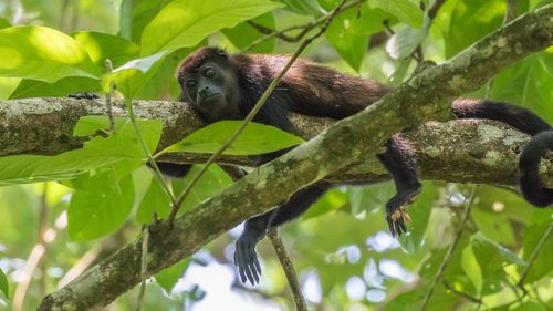 Peste 200 de maimuţe urlătoare au murit în Mexic din cauza valului de căldură, potrivit unui ONG