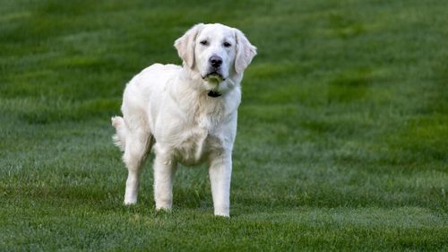 Câinele tău este potrivit pentru asistență? Semnele care arată că ar putea fi un candidat ideal