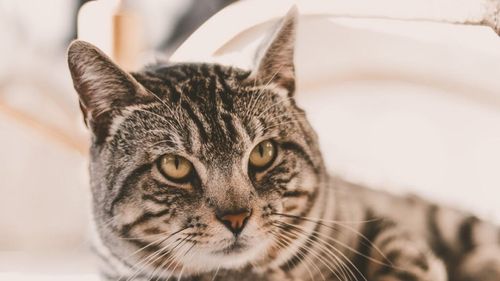 Mister dezlegat după 1.400 de ani: Cum au ajuns pisicile domestice în China, de fapt