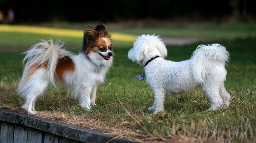 Nu este în regulă ca animalul tău de companie să fie prietenos cu toată lumea. Semnal de alarmă pentru stăpâni