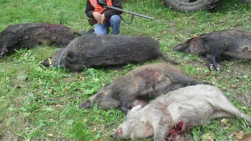 Societatea Ornitologică: Intensificarea vânătorii de mistreţi şi de prădători în România poate să extindă focarele de pestă porcină