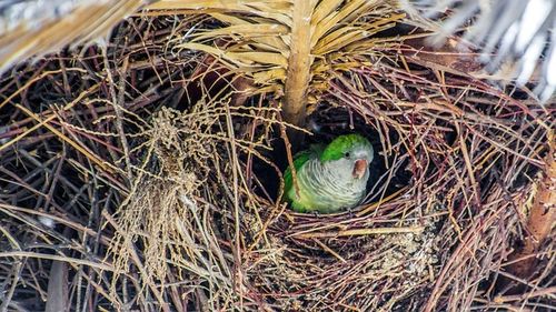 Primăria din Madrid plănuieşte o exterminare masivă a papagalilor. Operațiunea este evaluată la peste 3 milioane de euro