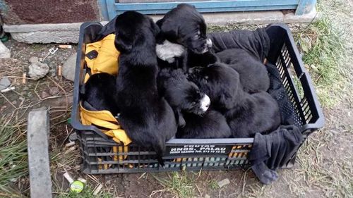 Mobilizare pe reţelele de socializare, pentru identificarea a două persoane care au abandonat zece căţei lângă un magazin sătesc din judeţul Braşov / Maşina are numere de înmatriculare din judeţul Sibiu