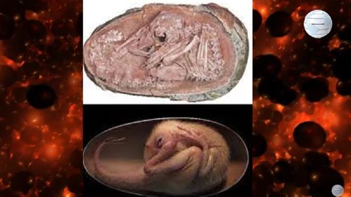 Un embrion de dinozaur perfect conservat, descoperit în China