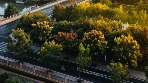 STUDIU Creșterea spațiilor acoperite cu copaci ar putea preveni mii de decese cauzate de insulele de căldură urbane în Europa