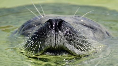 Zoo Braşov va avea noi locatari: 20 de pinguini, 4 lei de mare şi două foci / Animalele vin din Olanda, Franţa și Germania
