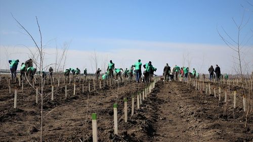 Circa 26 de milioane de puieți vor fi plantați de Romsilva în acest an