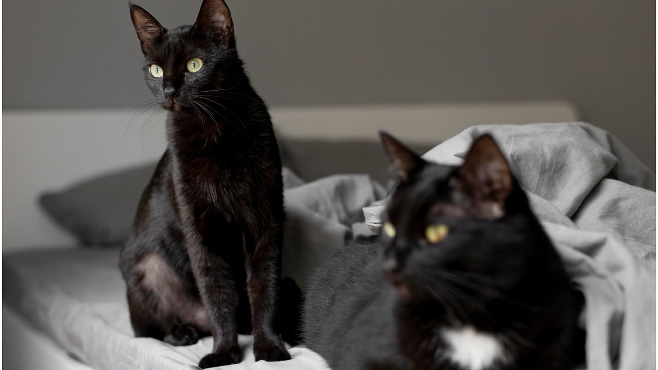 Îți poți clona animalul de companie, dar va avea o altă personalitate. Povestea unei femei care a sperat că își va avea pisica înapoi: „Nu este aceeași, dar o iubesc la fel”