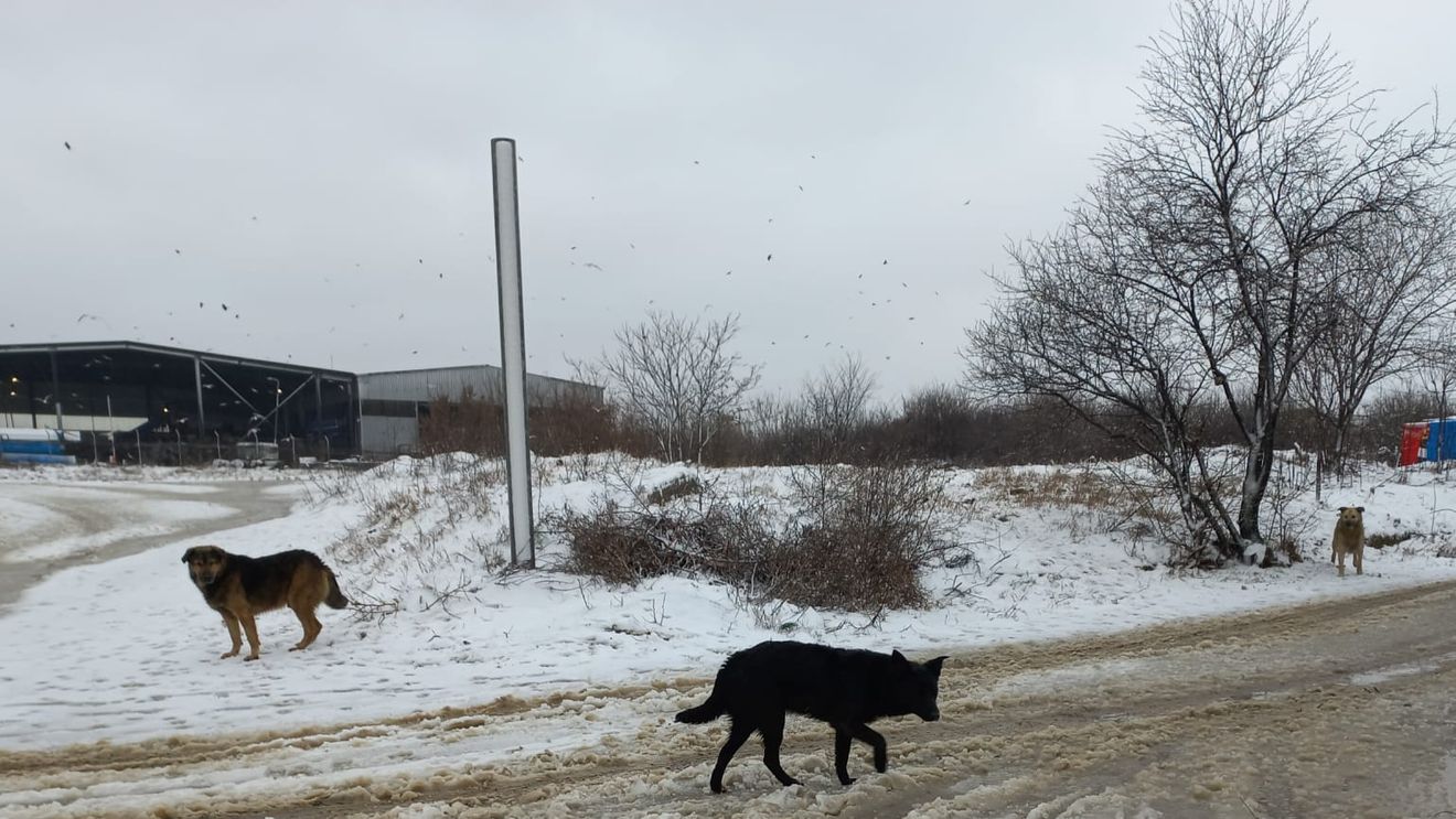 VIDEO Ce nu trebuie să faci niciodată atunci când te atacă un câine / Sfaturi de la polițistul care a salvat de la moarte un om atacat de o haită de câini