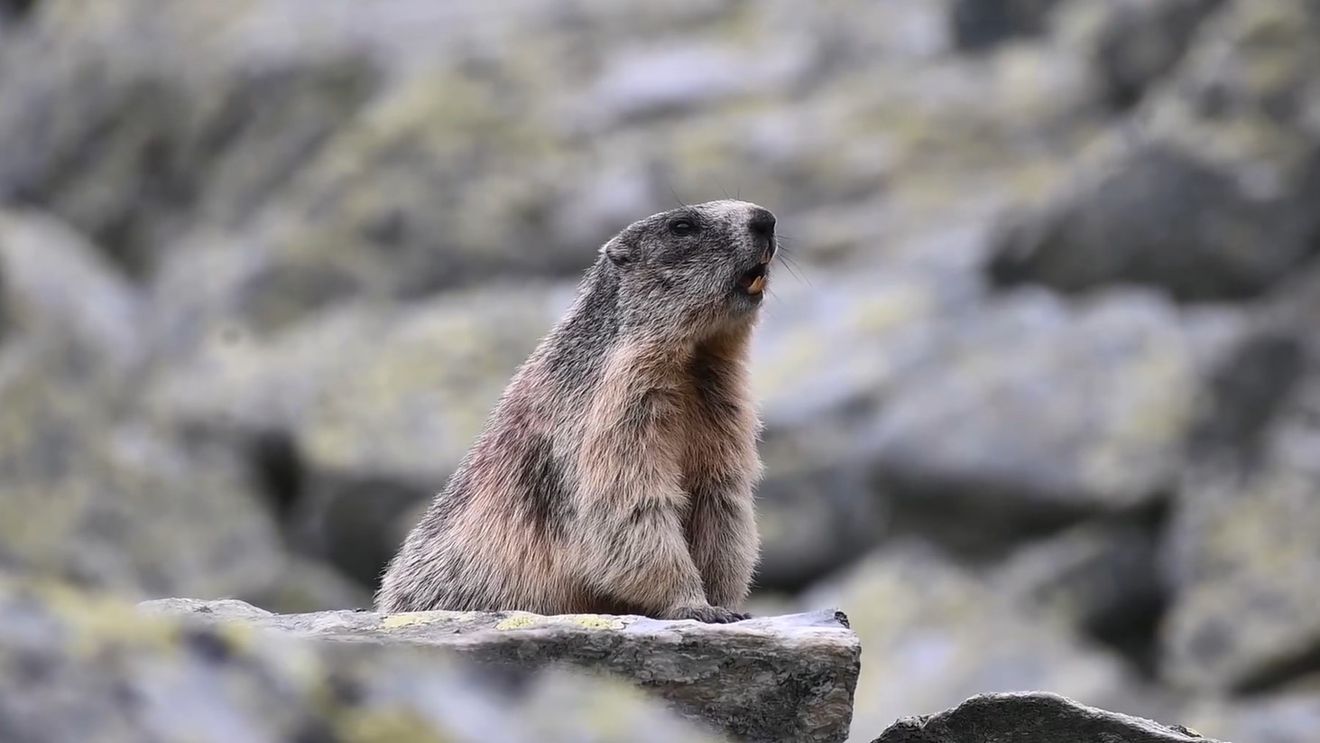 VIDEO Pauza de respirație: O marmotă santinelă din Retezat fluieră pentru a le alerta pe celelalte că a depistat un intrus