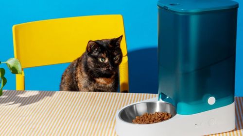 Care este alimentația potrivită pentru pisicile senioare: Ce schimbăm după vârsta de 10 ani / Sfaturile medicului veterinar Beatrice Ilea