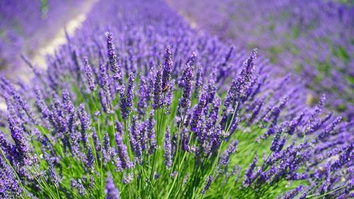 „Festivalul Lavandei din Bărăgan”, organizat pe cea mai mare plantaţie de lavandă din România, în perioada 2-3 iulie