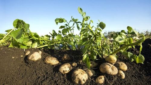 Istoria gusturilor la români (Ep. 5) | Cum a ajuns cartoful a doua pâine a României / Prima dată a fost cultivat în Transilvania, iar apoi a ajuns în Moldova / Gheorghe Șincai cataloghează cartofii drept „perele cele de pământ”