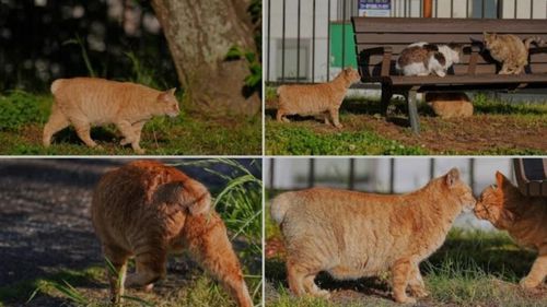 VIDEO | Nagasaki, paradisul pisicilor norocoase. De ce 80% dintre feline au coada scurtă / Orașul are și un templu ridicat în cinstea lor