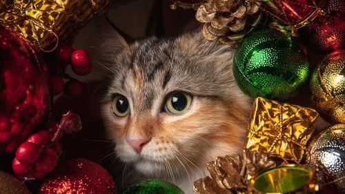 Cum avem grijă de animalele de companie în perioada sărbătorilor de iarnă. Ce spun medicii veterinari