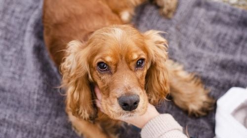 Câinii ne uimesc din nou. Un experiment științific dezvăluie cât de puternică este memoria câinilor, de fapt