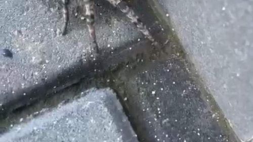 FOTO Tarantulă românească, găsită într-un cartier din Voluntari: ”Nu încercați să-l manipulați! Deși nu atacă decât foarte rar oamenii, acesta poate să muște” / Tarantula (Lycosa singoriensis), a fost trezită din hibernare cel mai probabil din cauza excavațiilor din zonă