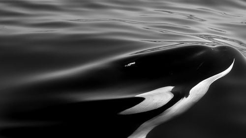 Mai multe orci au atacat o barcă cu pânze în nord-vestul Spaniei. Vasul a fost remorcat până la ţărm