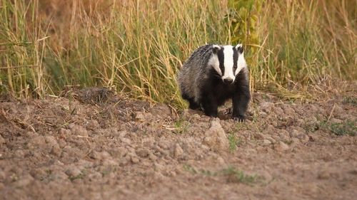 Doi sibieni, la braconaj cu sulița în județul Mureș: vânau bursuci / Aveau asupra lor o suliță de vânătoare și 6 câini