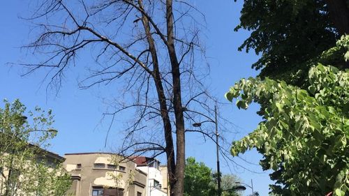 În prag de furtună, Bucureştiul e plin de copaci uscaţi, un pericol pentru oameni şi maşini / În urmă cu doi ani, un copac rupt de furtună a omorât un om pe Şoseaua Viilor