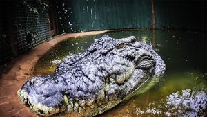 Cel mai mare crocodil din lume aflat în captivitate a murit / Cassius ar fi avut cel puțin 110 ani