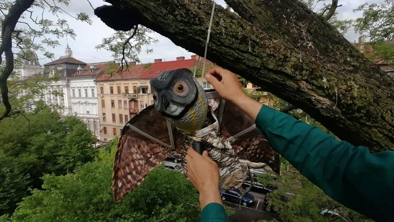 Primăria Arad vrea să alunge ciorile din oraş cu bufniţe false agăţate în copaci / Primarul Bibarț: Sunt locuri în lume în care metoda a funcționat. Sperăm că și la noi
