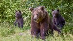 Fermierii din Alba, revoltați de atacurile tot mai numeroase ale animalelor sălbatice / 200 de bovine și 400 de ovine mor în fiecare an, în județ, ucise de urși, lupi și șacali