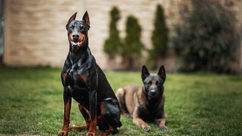 SURSE Dosar penal după ce câinele Doberman al fotbalistului Malcom Edjouma de la FCSB ar fi atacat o fetiță în parcul Plumbuita din București / Fetița e în afara oricărui pericol