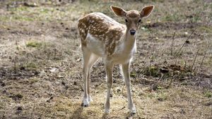 Un pui de căprioară blocat în Grota Urşilor din Borsec a fost salvat de jandarmi și salvamontiști