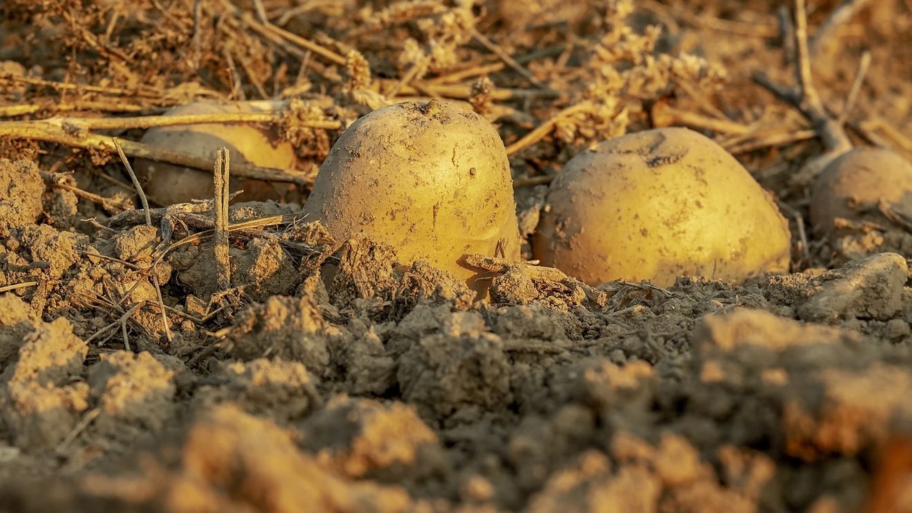 România este al şaptelea producător de cartofi din UE