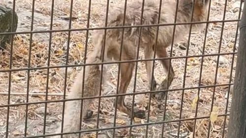 VIDEO | Imagini revoltătoare de la Zoo Vâlcea: Animal înfometat, cu blana căzută, ținut într-un țarc murdar / Asociații și internauți cer anchete și închidere