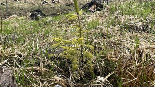 Argeș: Peste 350.000 de puieţi de arbori au fost plantaţi pe o suprafaţă de 60 de hectare în ultimul an în zona Dobroneagu de pe Valea Vâlsanului,