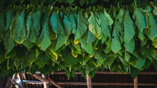 Cum a ajuns tutunul de la ritualurile religioase ale mayașilor la „pandemia” de azi