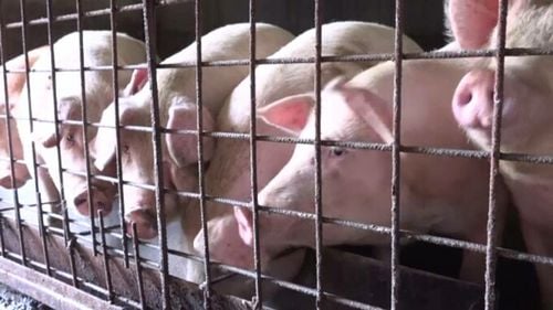 Porcul de Crăciun, mai scump și mai greu de găsit din cauza pestei porcine. Prețul pe un kilogram începe de la 22 de lei