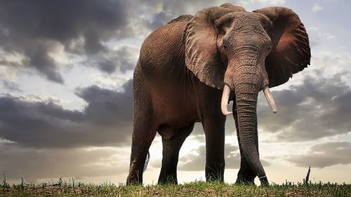 Turist german, ucis de un elefant în India